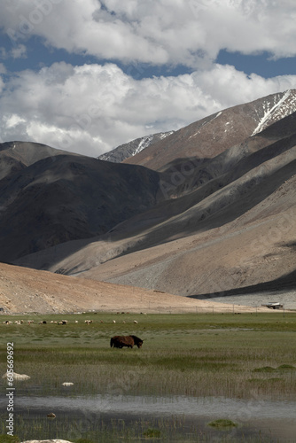 Horse in the mountains