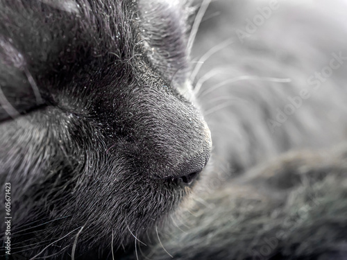 A nose of a black cat. Close-up. Macro photography.