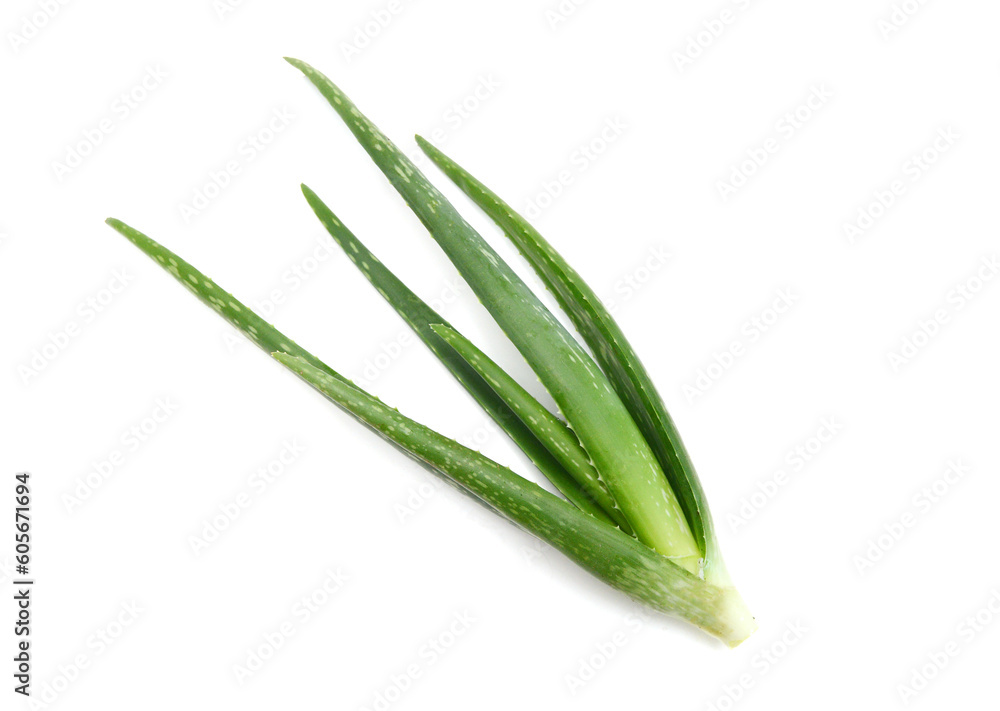 An aged of aloe tree on white background An aged of aloe tree on white background