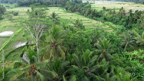 Copter flying through palm tree tops towards stepped rice field with level. Aerial footage of drone heading for hill with step-like paddy plantation in tropical countryside. Grain agricultue. Farmland photo