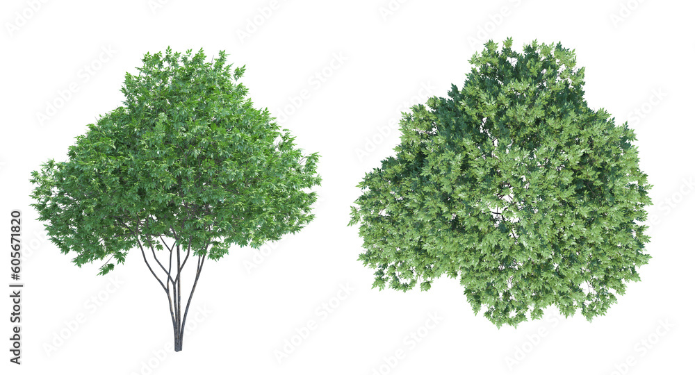 Elderberry Tree top fron view png alpha channel Elderberry Tree top fron view png alpha channel