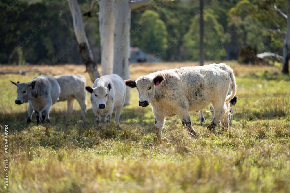 Herd of speckle park cows with horn in a field grazing on pasture on a regenerative, organic, sustainable farm in springtime. Lush green grass Herd of speckle park cows with horn in a field grazing on pasture on a regenerative, organic, sustainable farm in springtime. Lush green grass