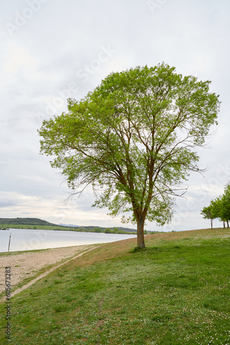 tree in the field