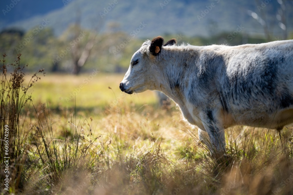 Obraz premium Herd of speckle park cows with horn in a field grazing on pasture on a regenerative, organic, sustainable farm in springtime. Lush green grass