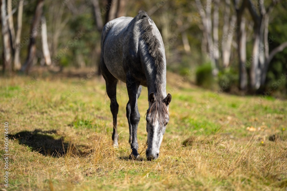 Fototapeta premium horses in a field on a sustainable farm, in nsw Australia 