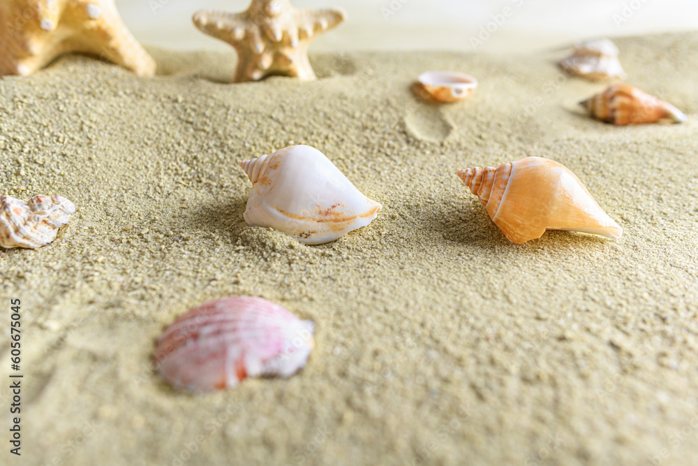 Seashells and stars in the sand. Summer still life. Seashells and stars in the sand. Summer still life.