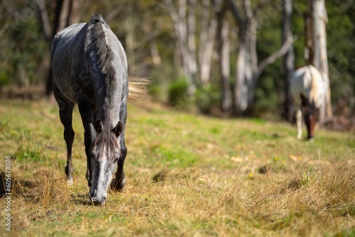 Brown horse grazing in a field on grass in a the wilderness.