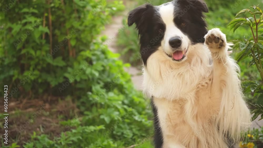 Outdoor portrait of cute smiling puppy border collie sitting on park background. Little dog with funny face in sunny summer day outdoors. Pet care and funny animals life concept Outdoor portrait of cute smiling puppy border collie sitting on park background. Little dog with funny face in sunny summer day outdoors. Pet care and funny animals life concept