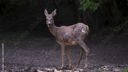 Pregnant roe deer feeding