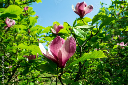 Magnolia Rose Marie flower on a branch with green leaves close up