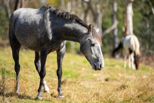 Sustainable Horse Farming in NSW  Australia