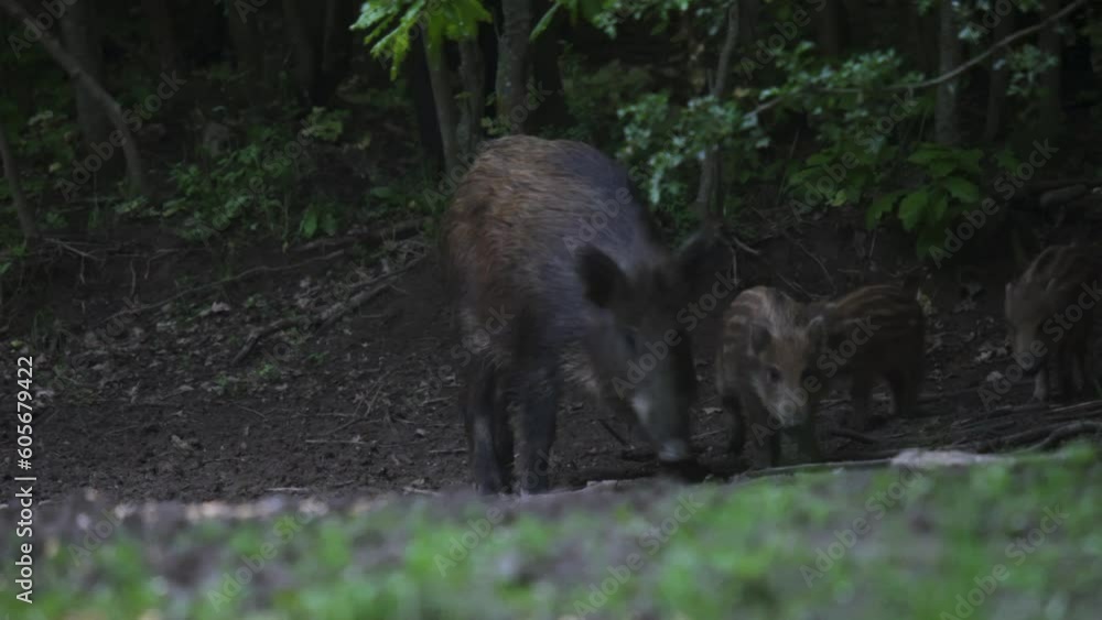 Herd of wild hogs feeding in the forest Herd of wild hogs feeding in the forest