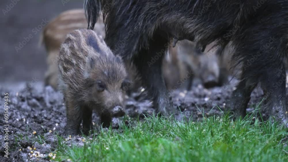 Herd of wild hogs feeding in the forest Herd of wild hogs feeding in the forest