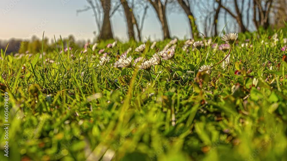 Close up shot of white daisy flowers field meadow throughout the day in timelapse. Bright sunny day.