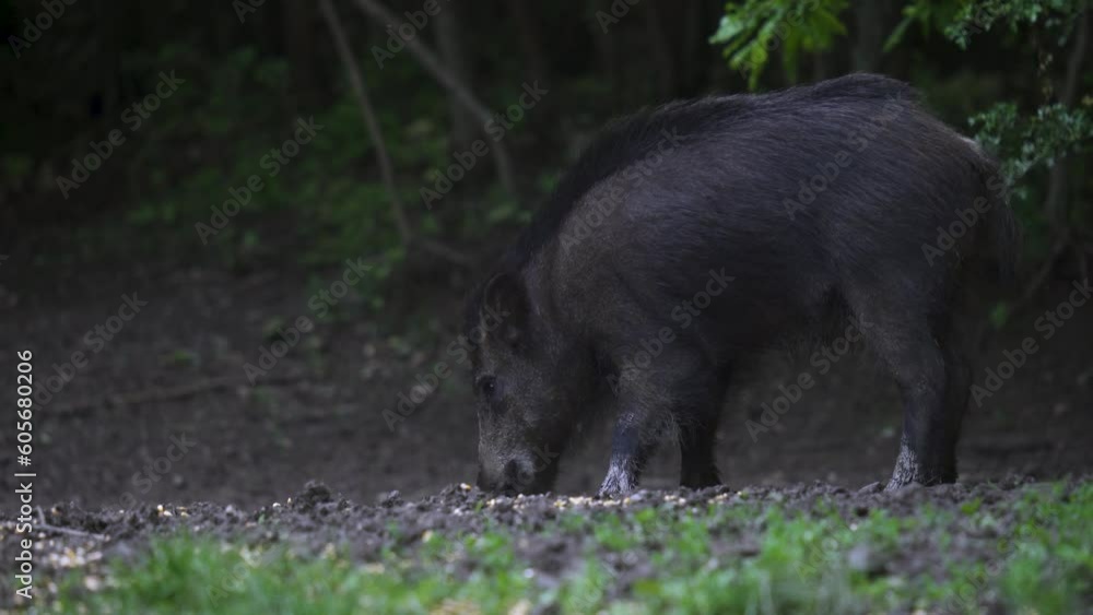 Young male wild hog rooting in the forest mud Young male wild hog rooting in the forest mud