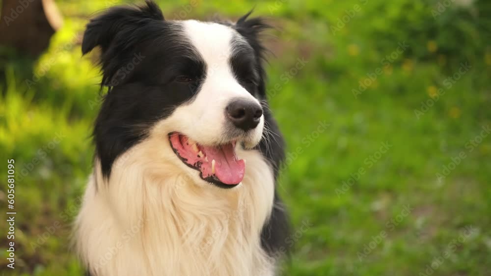 Outdoor portrait of cute smiling puppy border collie sitting on park background. Little dog with funny face in sunny summer day outdoors. Pet care and funny animals life concept Outdoor portrait of cute smiling puppy border collie sitting on park background. Little dog with funny face in sunny summer day outdoors. Pet care and funny animals life concept