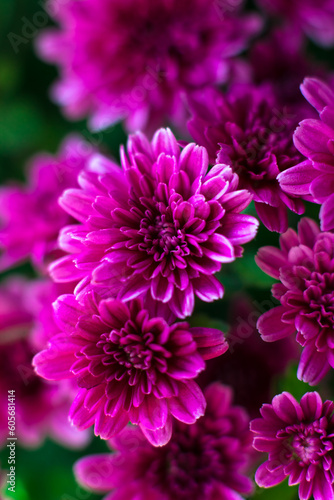 Colorful chrysanthemum flower macro shot