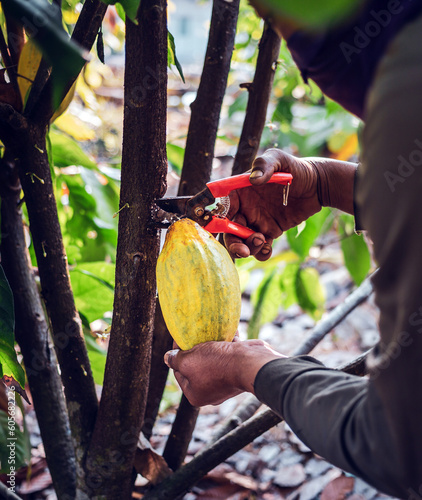 Close-up hands of a cocoa farmer use pruning shears to cut the cocoa pods or fruit ripe yellow cacao from the cacao tree. Harvest the agricultural cocoa business produces.v © NARONG