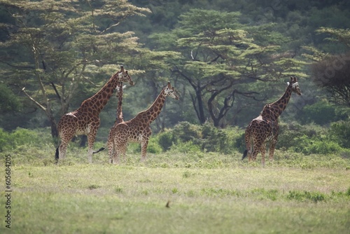 Photography giraffe in the savannah