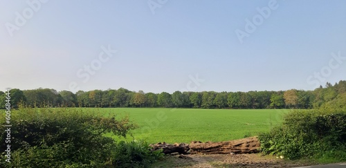 The spring wheat field against the background of a conservation forest in southern England © Юля Юля