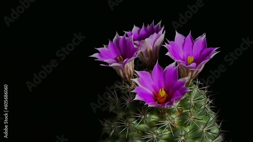 mammillaria bombycina Cactus Flower Blossom on dark background