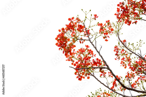red flowers branch isolated on white background