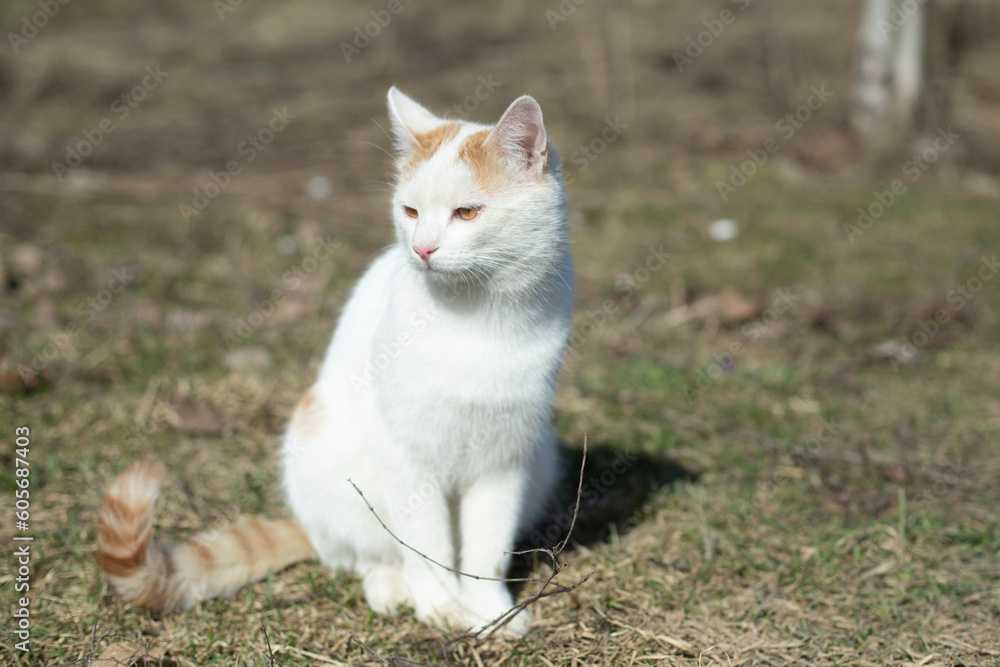 White cat on street. Pet is walking. Young cat with white hair. White cat on street. Pet is walking. Young cat with white hair.