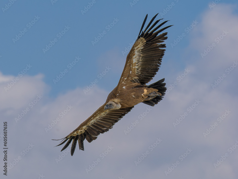 Fototapeta premium Buitre leonado ibérico