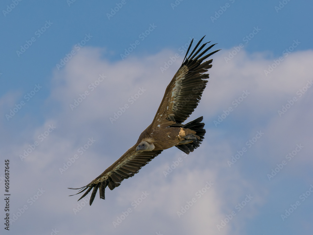 Obraz premium Buitre leonado ibérico