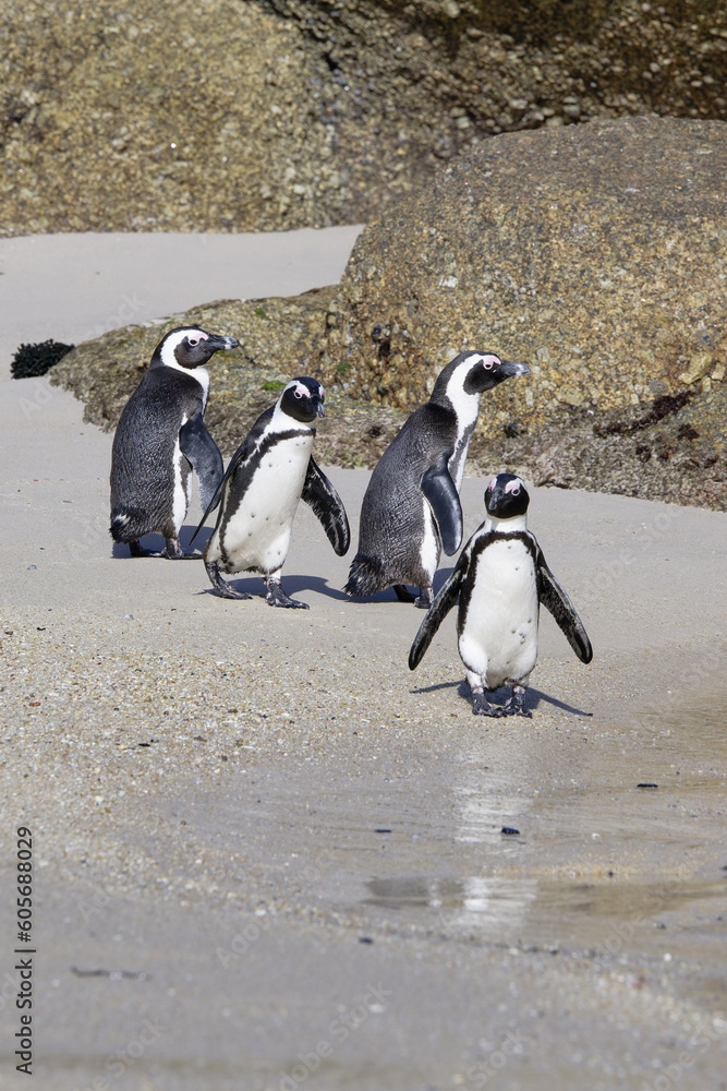 Fototapeta premium Group of African Penguins (Spheniscus demersus) at Boulder’s Beach, Cape Town, South Africa