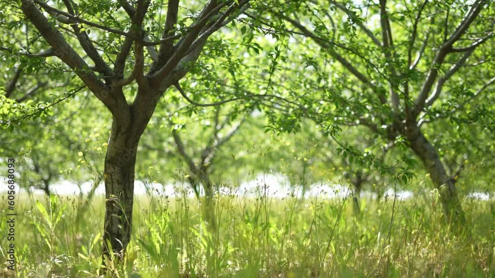 Agriculture. green garden trees summer with green leaves just after flowering general plan. agriculture business concept. tree trunks in orchard landscape nature. farming gardening general plan crop Agriculture. green garden trees summer with green leaves just after flowering general plan. agriculture business concept. tree trunks in orchard landscape nature. farming gardening general plan crop