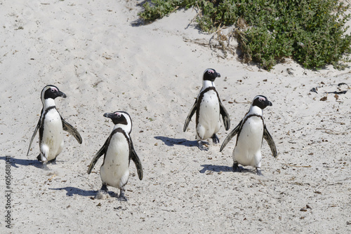 African Penguins (Spheniscus demersus) walking on sand at Boulder’s Beach, Cape Town, South Africa