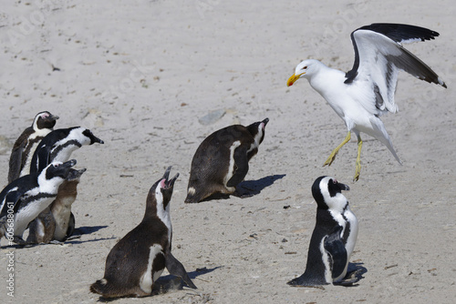 African Penguins (Spheniscus demersus) attacked by a Kelp Gull (Larus dominicanus) at Boulder’s Beach, Cape Town, South Africa