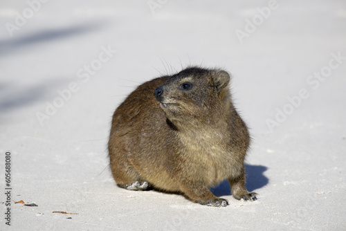 Hirax (Procavia capensis) on white sand, Boulder’s Beach, Cape Town, South Africa photo