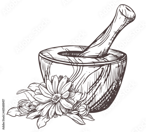 Calendula flowers and a wooden mortar for grinding herbs. Vector illustration of a medicinal plant. A hand-drawn sketch in the technique of engraving. Isolated design elements in rustic style.