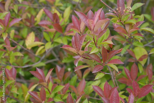 purple and green leaves