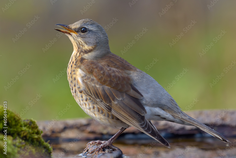 Fototapeta premium Young Fieldfare thrush (turdus pilaris) sings his song on water covered branch at sunset