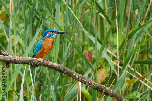 Common Kingfisher Alcedo Atthis beautiful on a branch