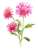 Watercolor chrysanthemum flowers. Bouquet of pink chrysanthemums with leaves on a white background