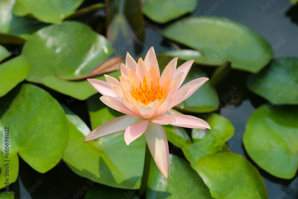 Beautiful water lily. Lotus flower in the pond Beautiful water lily. Lotus flower in the pond