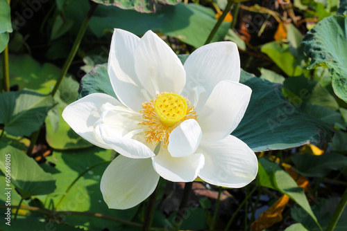 Beautiful white lotus flower in the pond