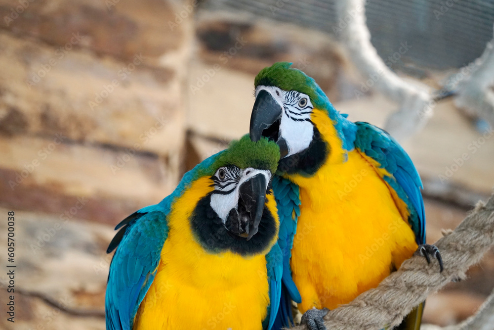 Two blue and yellow Macaws perching on a rope