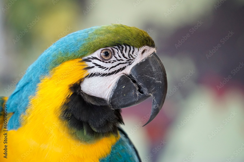 One blue and yellow Macaw - close-up on head One blue and yellow Macaw - close-up on head