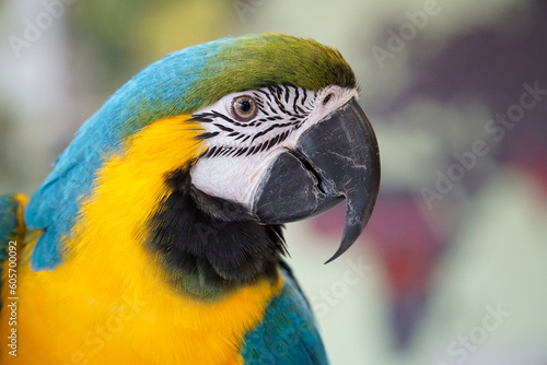 One blue and yellow Macaw - close-up on head