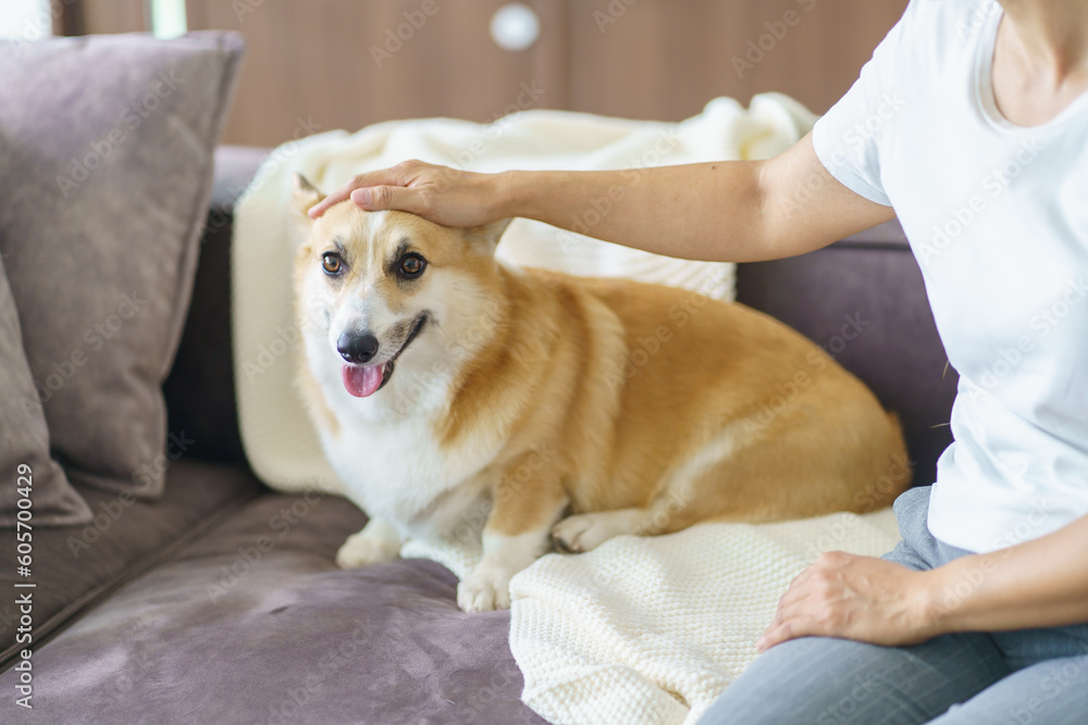 Woman playing with her dog at home lovely corgi on sofa in living room. Woman playing with her dog at home lovely corgi on sofa in living room.
