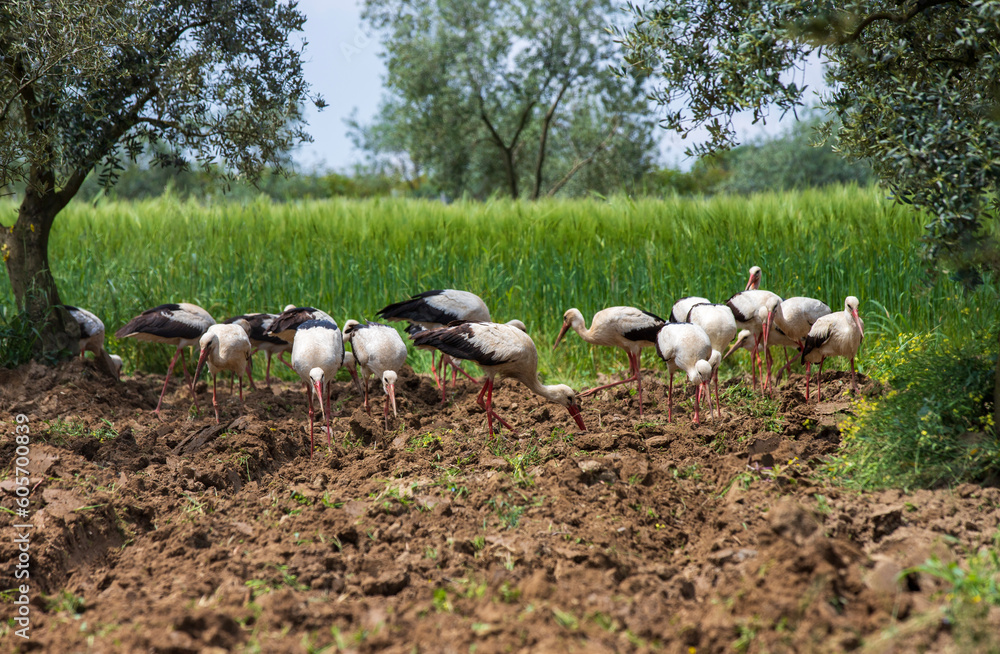 stork family among wheat field and olive trees