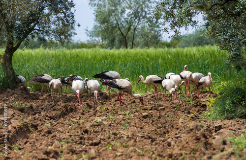 stork family among wheat field and olive trees
