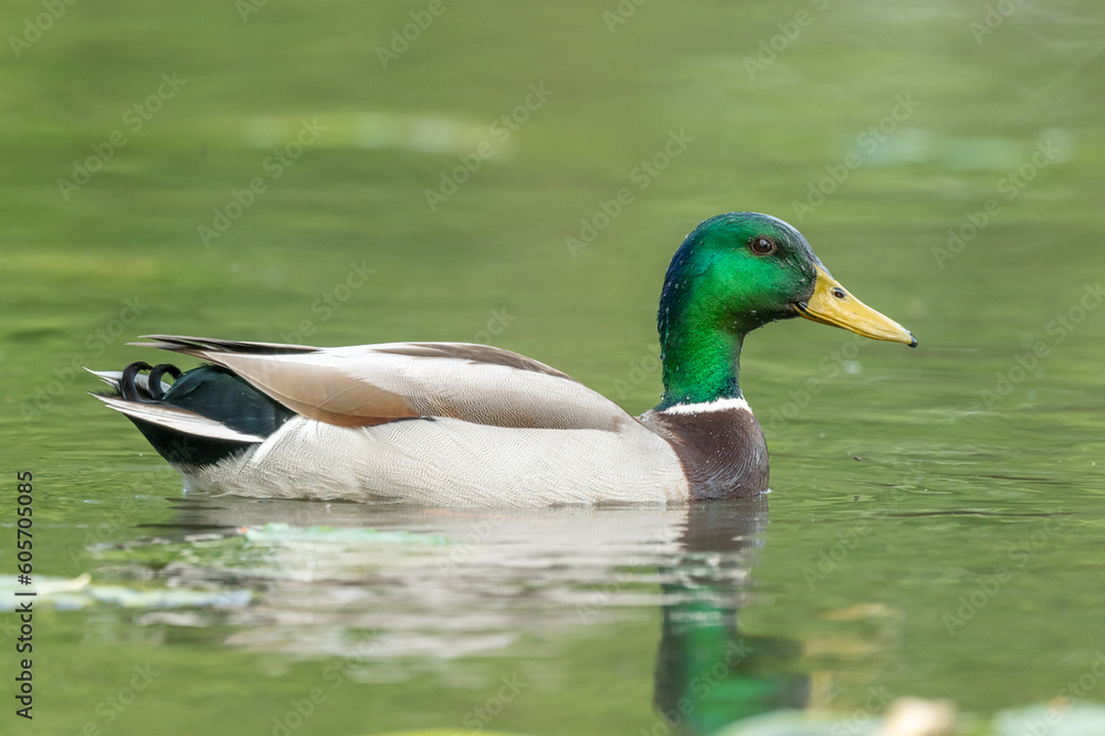 Mallard male (Anas platyrhynchos) swimming on a river. Mallard male (Anas platyrhynchos) swimming on a river.