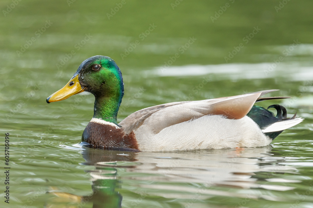Obraz premium Mallard male (Anas platyrhynchos) swimming on a river.