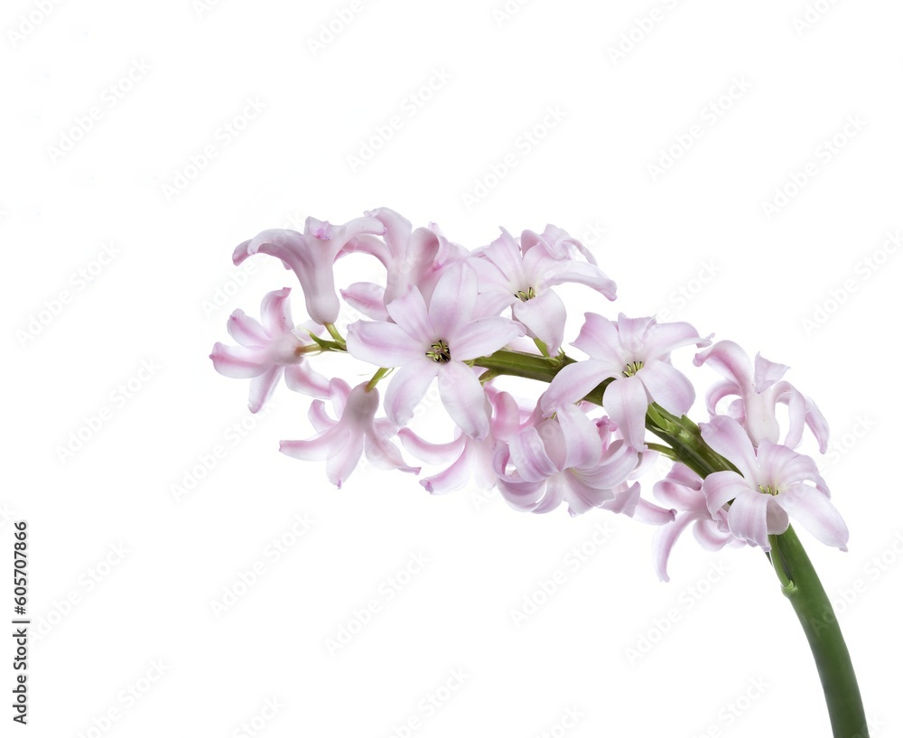 flowers isolated on white